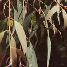 Eucalyptus radié
